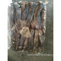 frozen baby giant squid whole round